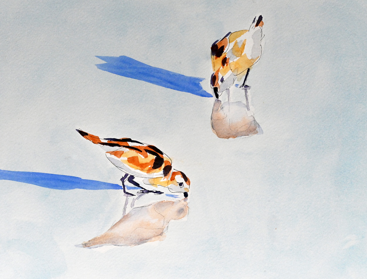 7. Sanderlings on Their Beached Dinner Plate