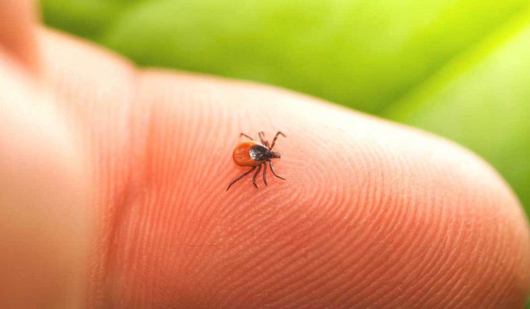 Deer tick on a person's finger